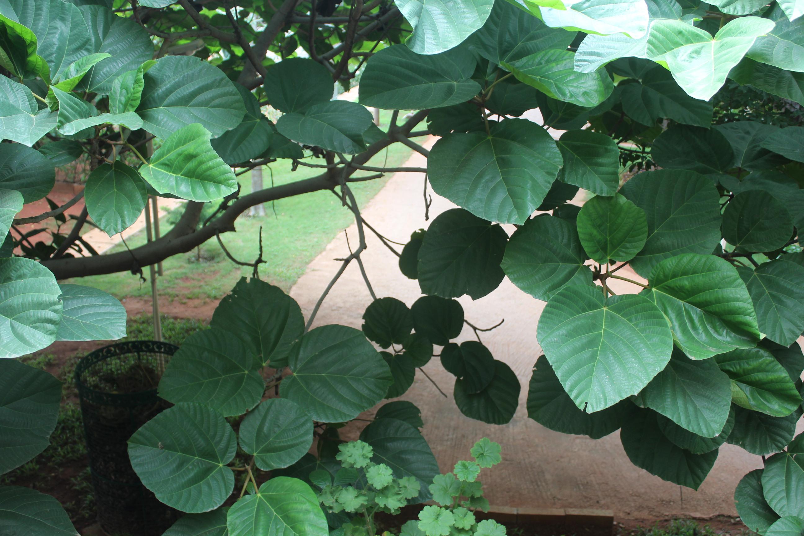 Villa in Zed Earth villa, Rajankunte, Yelhanka - Image 8